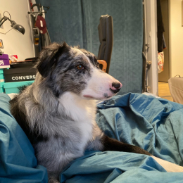 Ronan profile