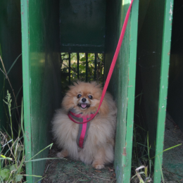 Portillano, laxe et j'adore profile