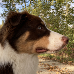 Tenis profile