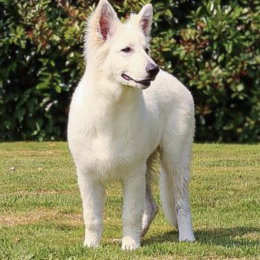 Aslan profile