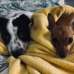 Maïa et baci profile