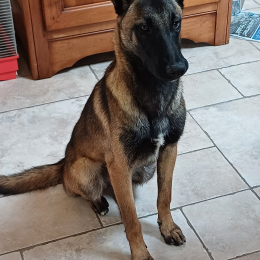 Vince profile