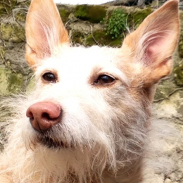 Tipa profile