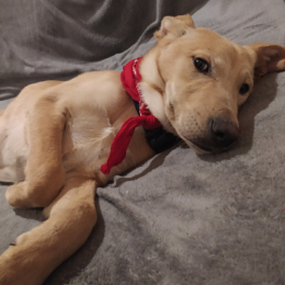 Koda profile