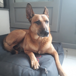 Doggo profile