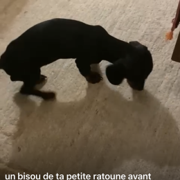 Tesdie profile