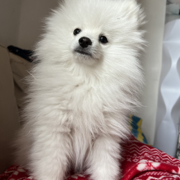 Snoopy profile
