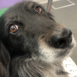 Frida profile