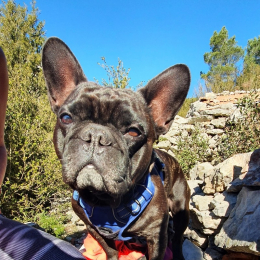 Amos profile