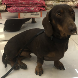 Pongo profile