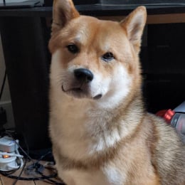 Pavel profile