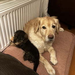 Vic et lucky profile