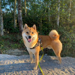Nico profile