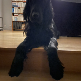 Oslo profile