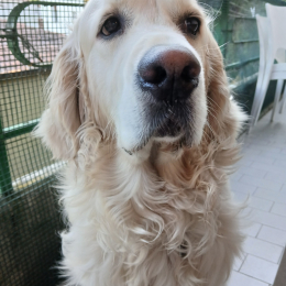 Semmy profile