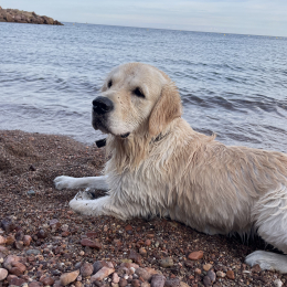 Romy profile