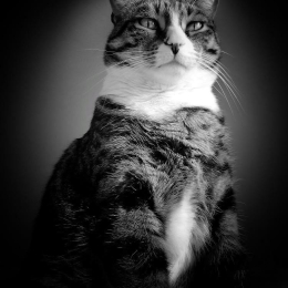 Ingrid profile