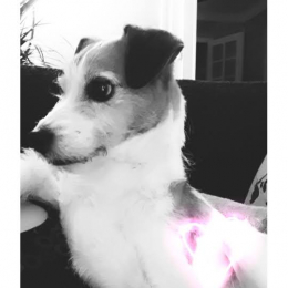 Jack profile