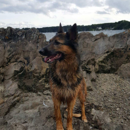 Doggo profile