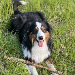 Tango profile