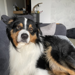 Oscar profile