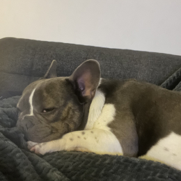 Simba profile