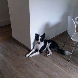 Pepsie profile