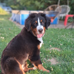 Aria profile