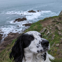 Tango profile