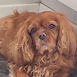 Honey profile