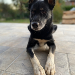 Mila profile