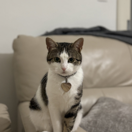 Pamuk profile