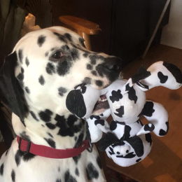 Frederique avisse profile