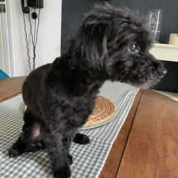 Frisby profile