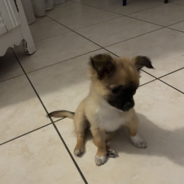 Ugo profile