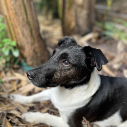 Jack profile