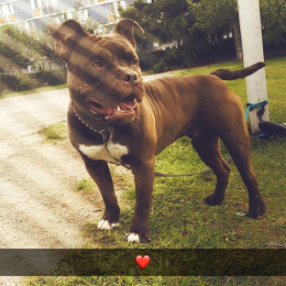 Biggye profile