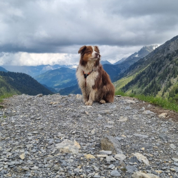 Massaï profile