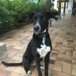 Scouty profile