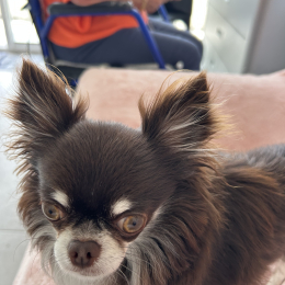 Tibou profile