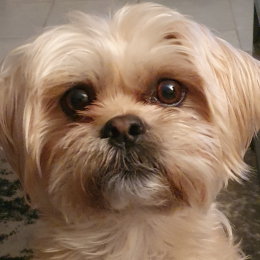 Oghje profile