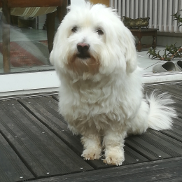 Coton profile