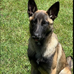 Doggo profile