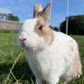 Chloé