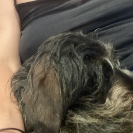 Tchoupi profile