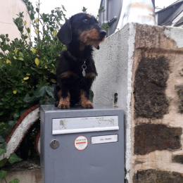 Ricci profile