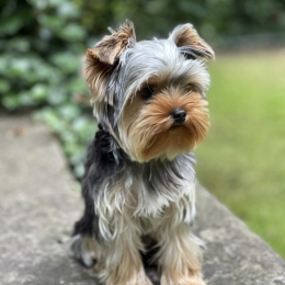 Sia profile