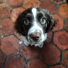 Pixelle profile