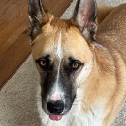 Melchior profile