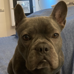 Ettore profile